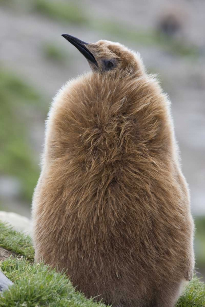 Antarctica, St Andrews Bay King penguin chick
